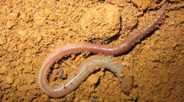 An invasive earthworm on soil