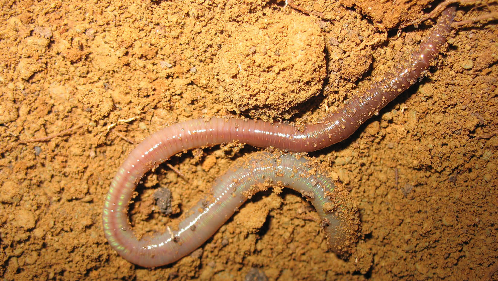 An invasive earthworm on soil