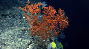 A large black coral along the edge of a very steep cliff that was heavily encrusted with coral and sponges.