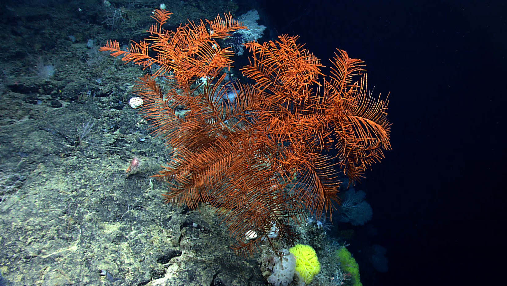 A large black coral along the edge of a very steep cliff that was heavily encrusted with coral and sponges.