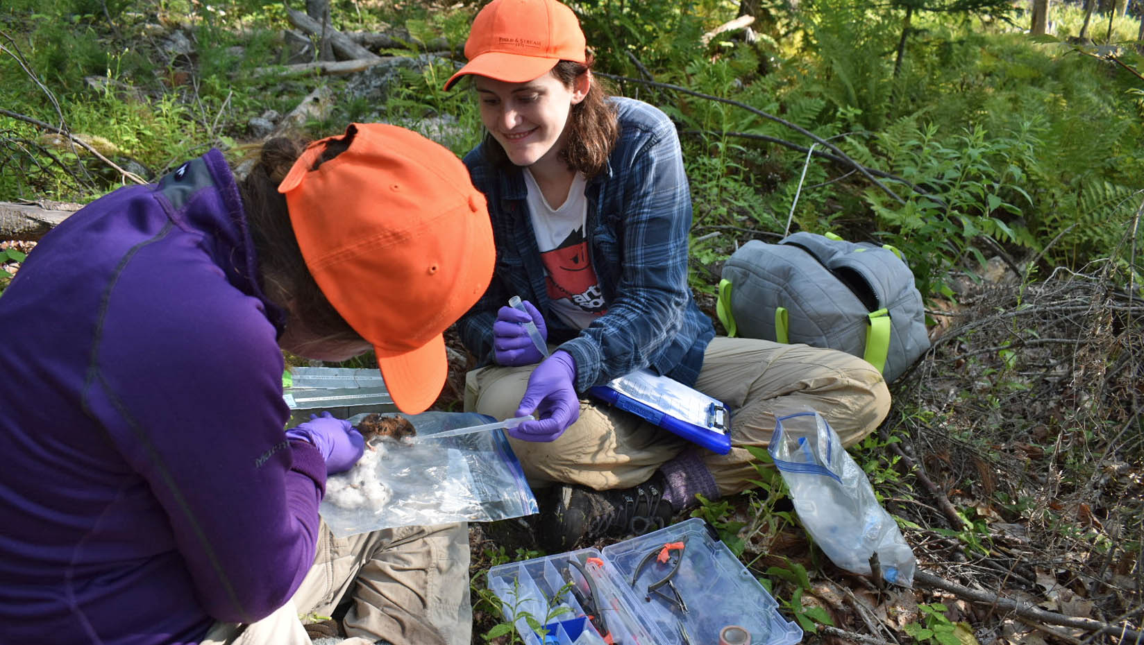 Researchers counting ticks on small mammals