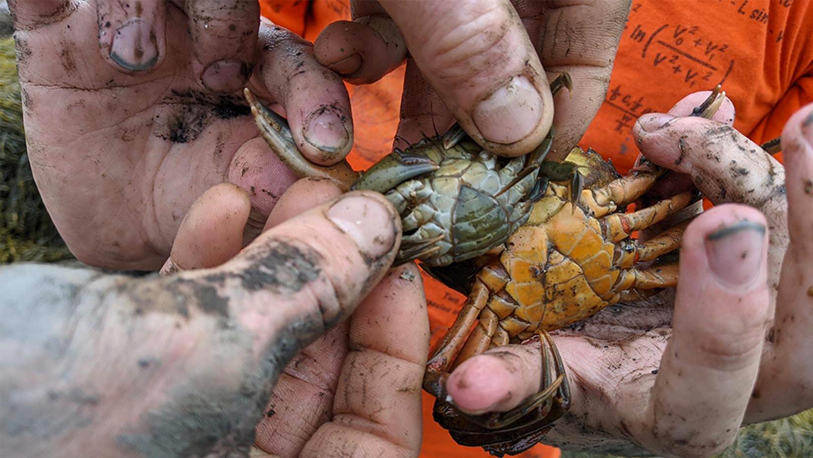 Hands holding small crabs