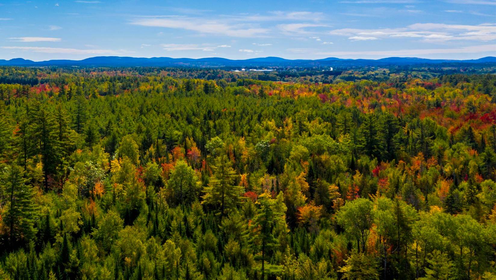 An aerial image of a Maine forest with some trees turning bring fall colors