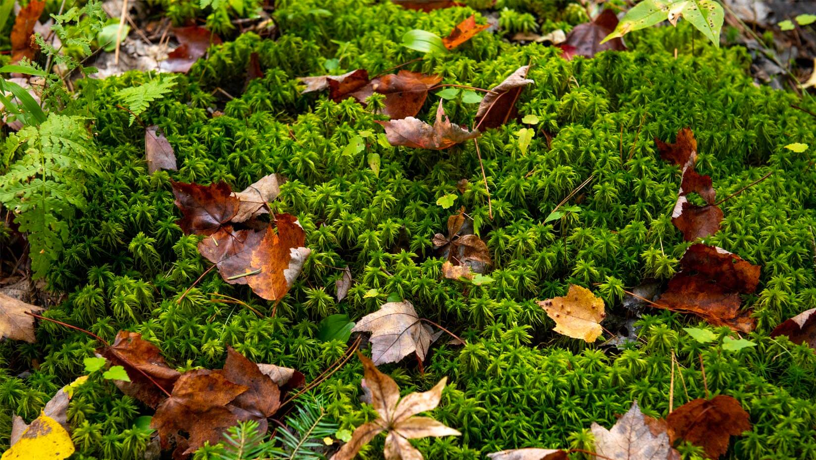 Leaves and plants on the forest floor