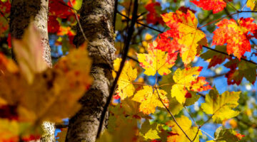 Fall leaves on trees