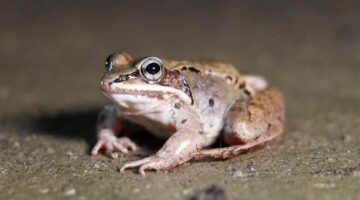 A photo of a wood frog