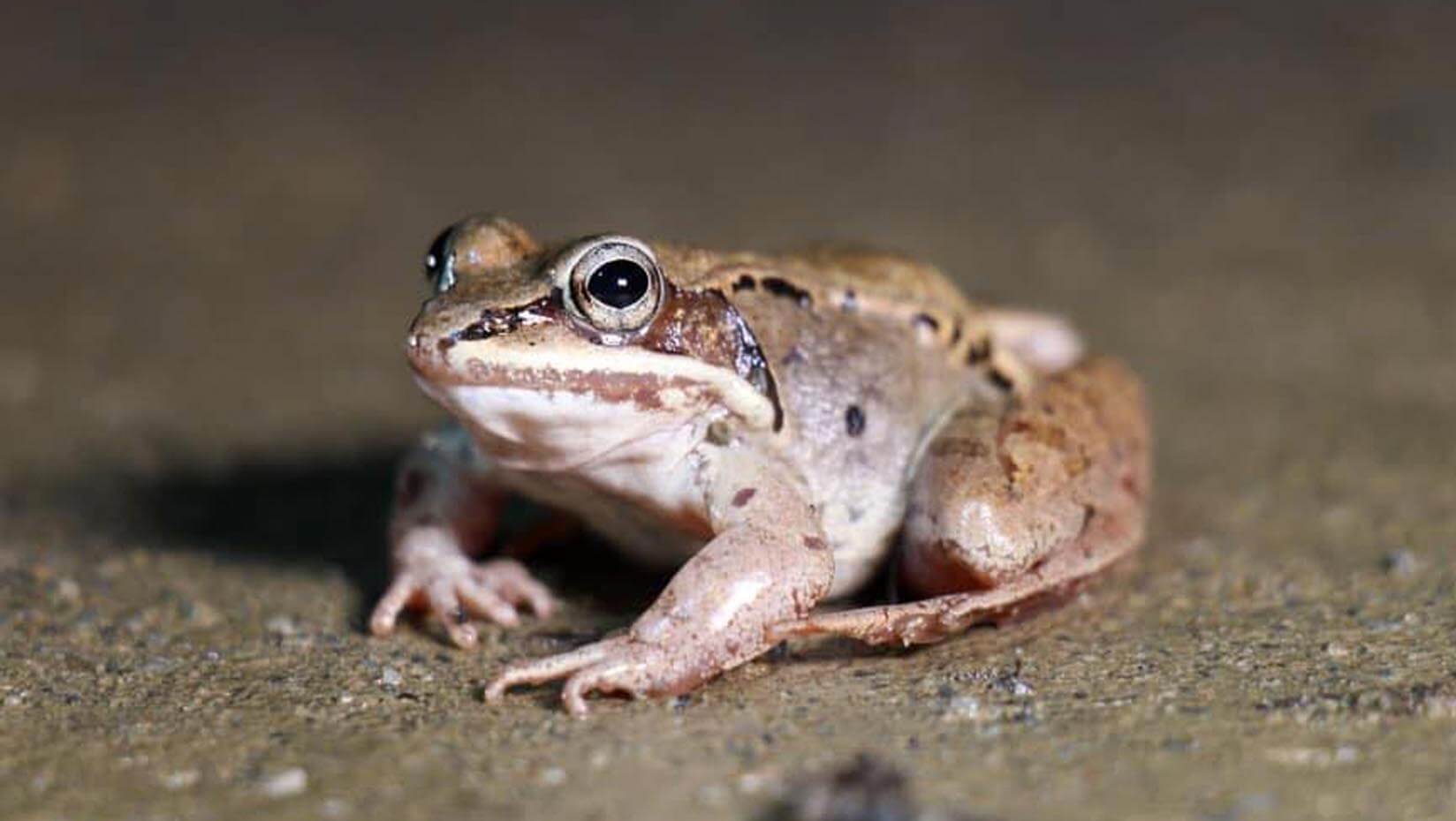 A photo of a wood frog