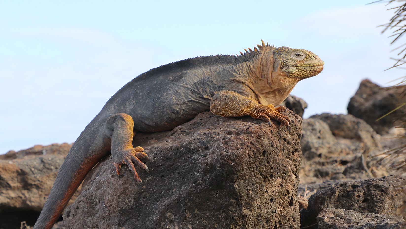 A photo of an Iguana