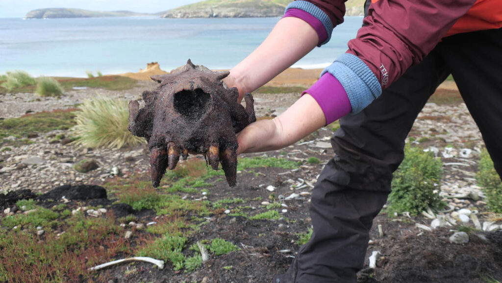 UMaine-led research team discovers evidence of prehistoric human activity  in Falkland Islands - UMaine News - University of Maine