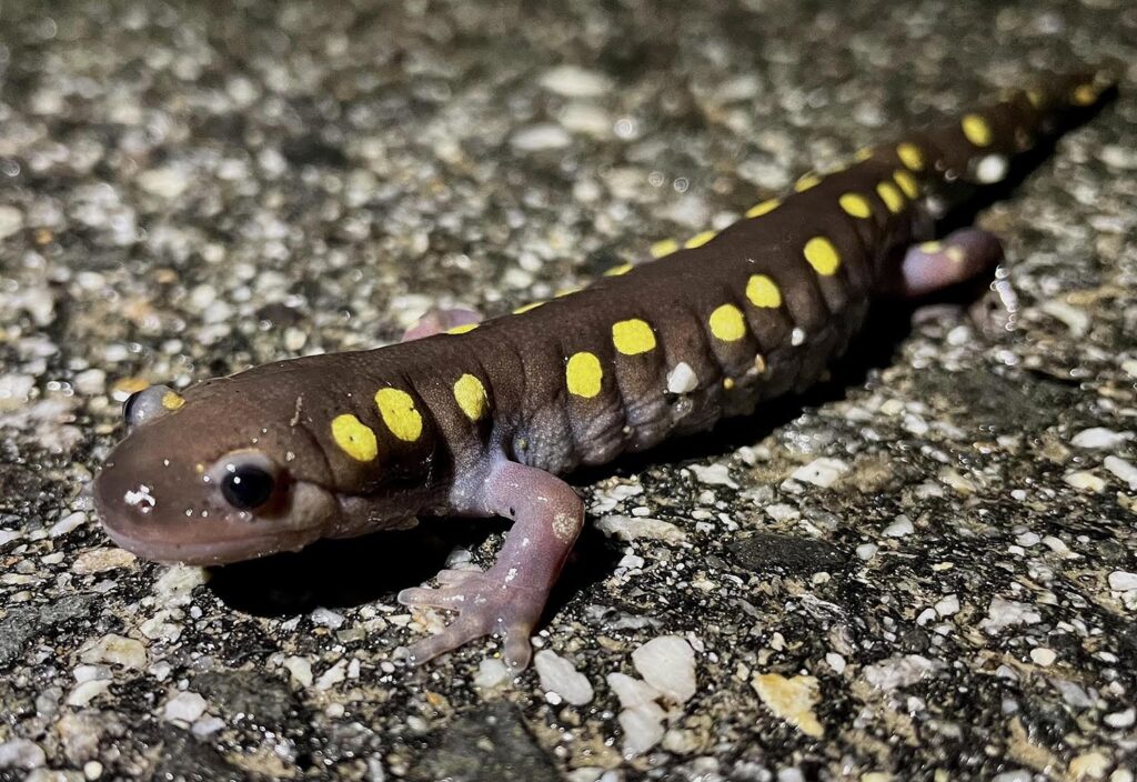 A photo of a spotted salamander