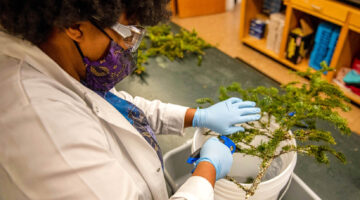 Lab technician works with a spruce tree sample
