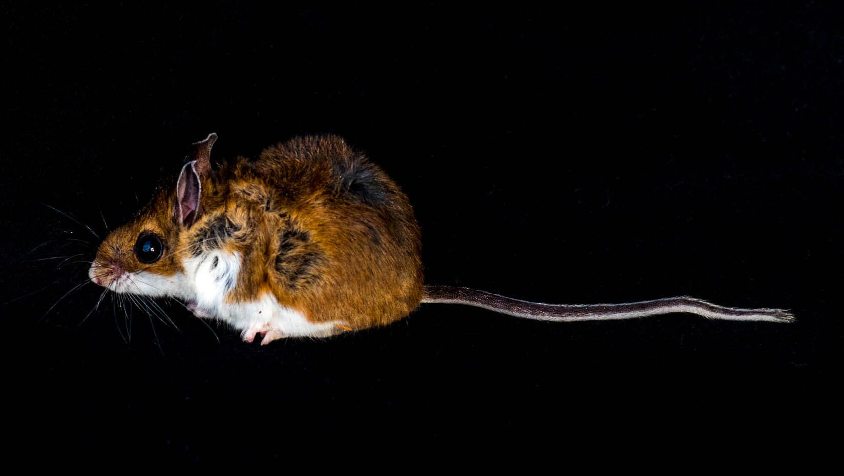 A photo of a mouse on a black background