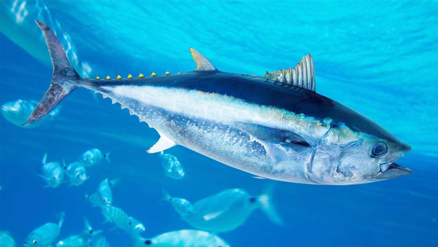 NOAA funds Golet’s latest Western Atlantic Bluefin Tuna research ...