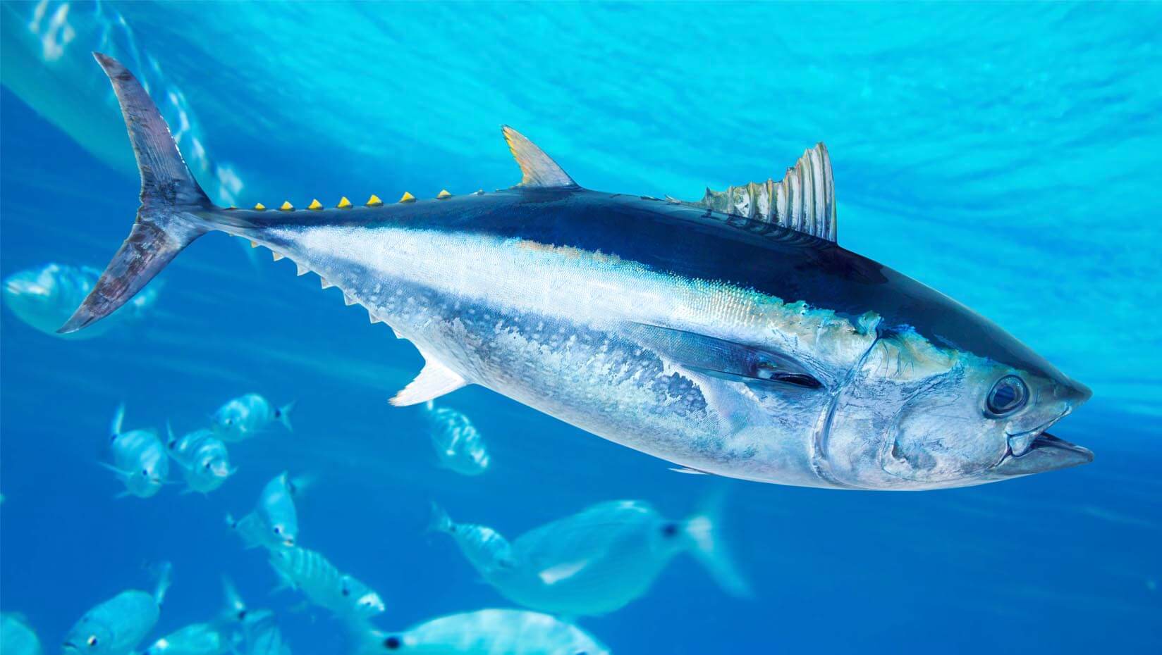 A photo of a bluefin tuna
