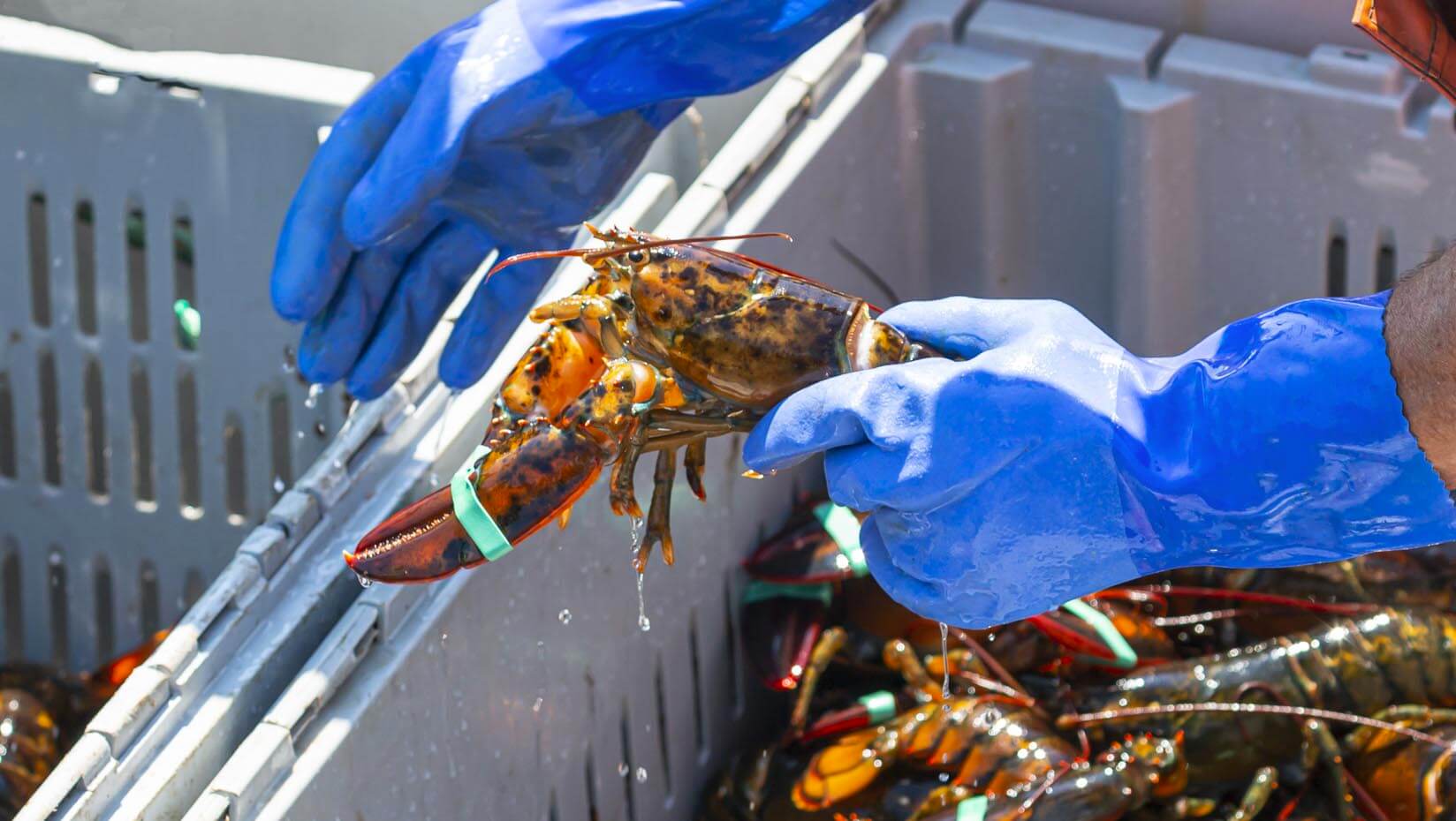 A photo of a lobster fisherman holding a lobster