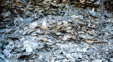 A photo of a shell midden on the coast of Maine