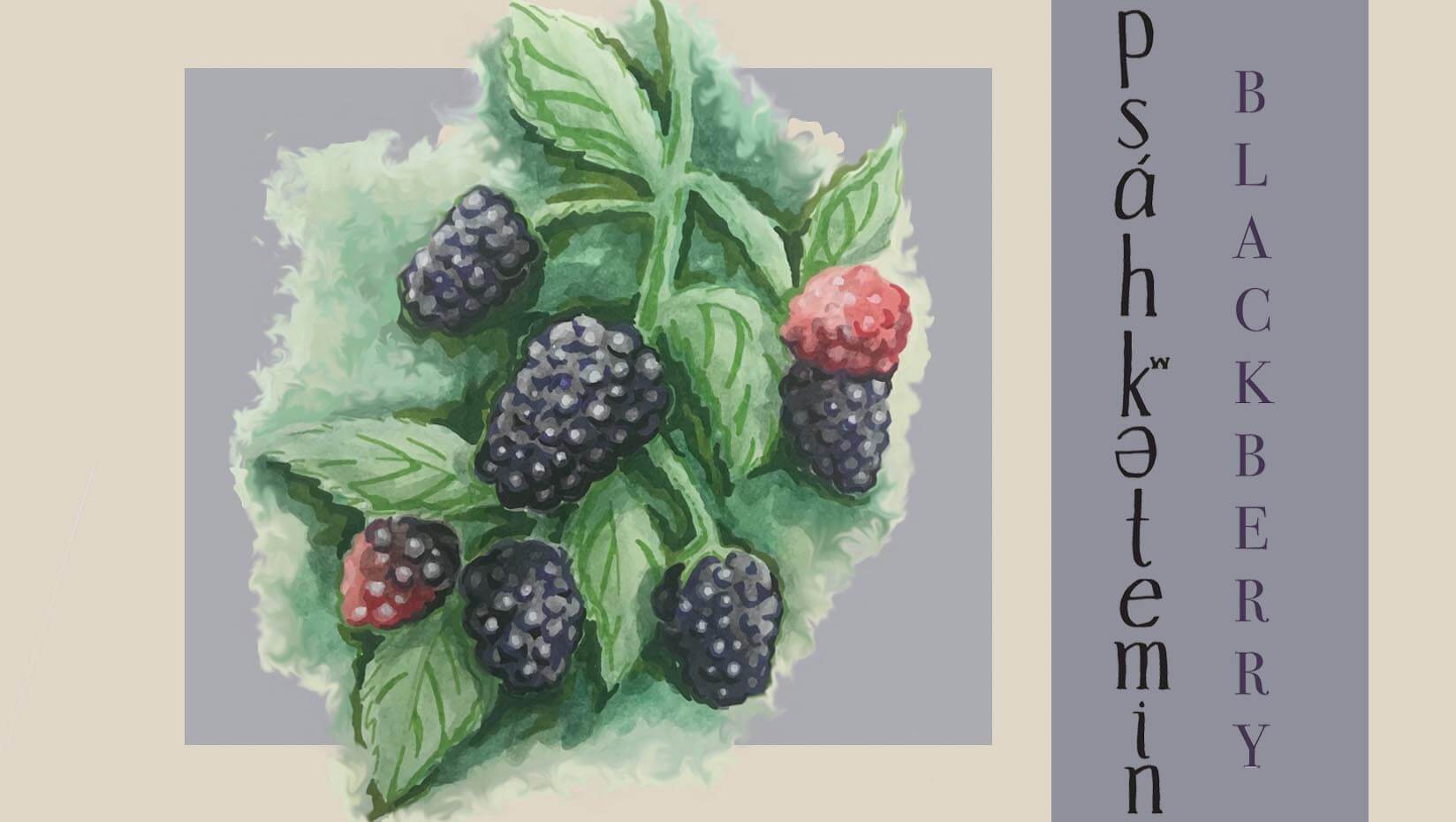 An image of an edible landscape trail sign featuring black raspberries