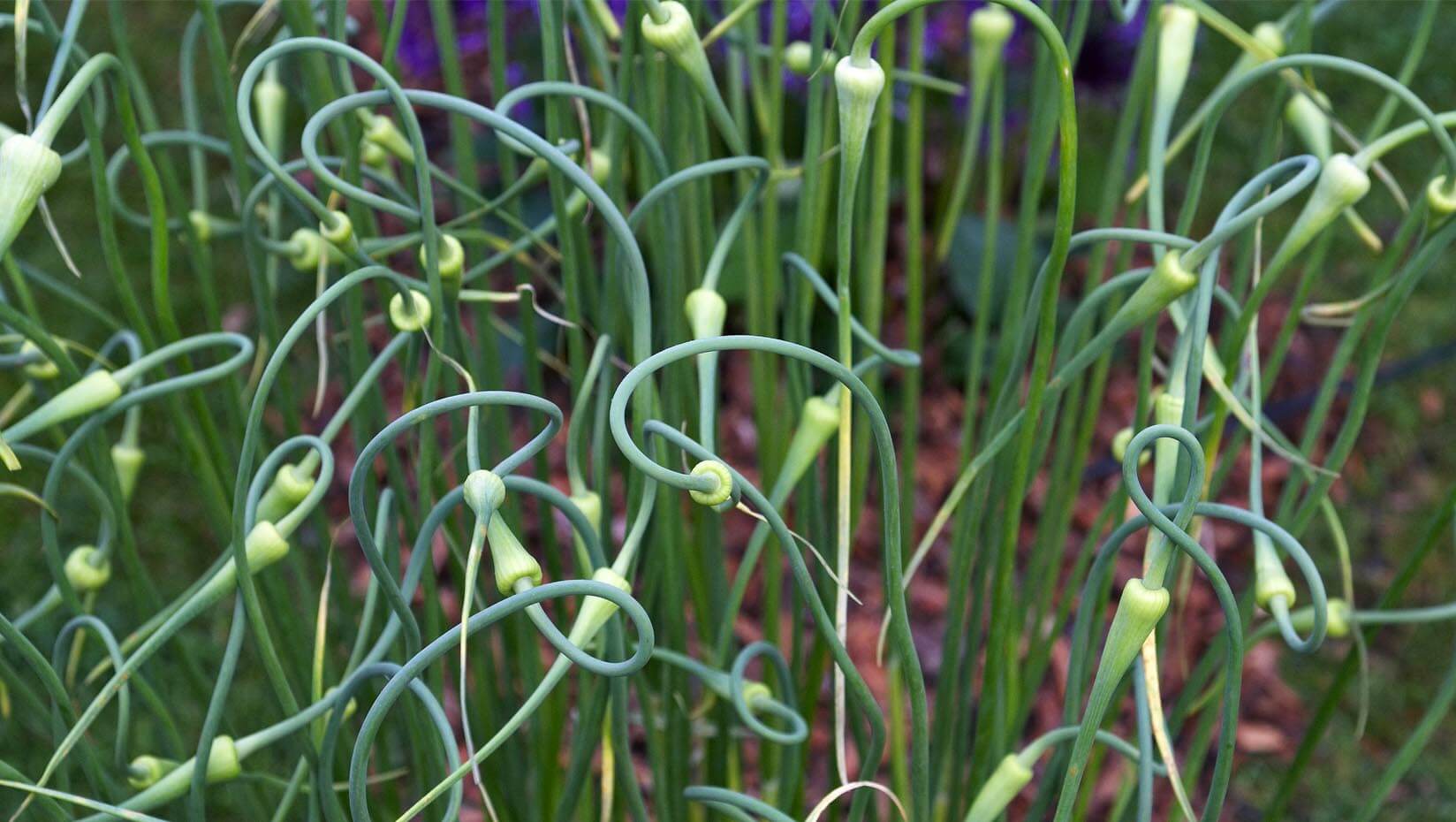 A photo of coiled garlic scapes