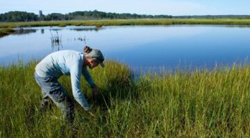 A photo of a researcher in a tidal marsh