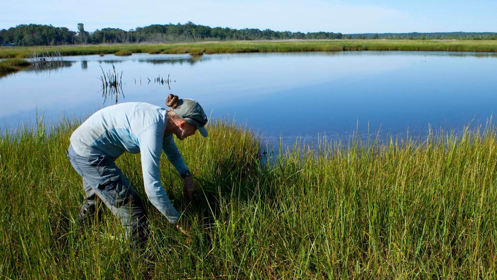 Mercury exposure in tidal marshes affecting breeding success of two sparrow species - UMaine News - University of Maine - University of Maine