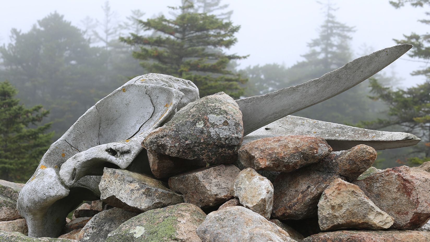 Photo of a whale skull on top of a pile of rocks