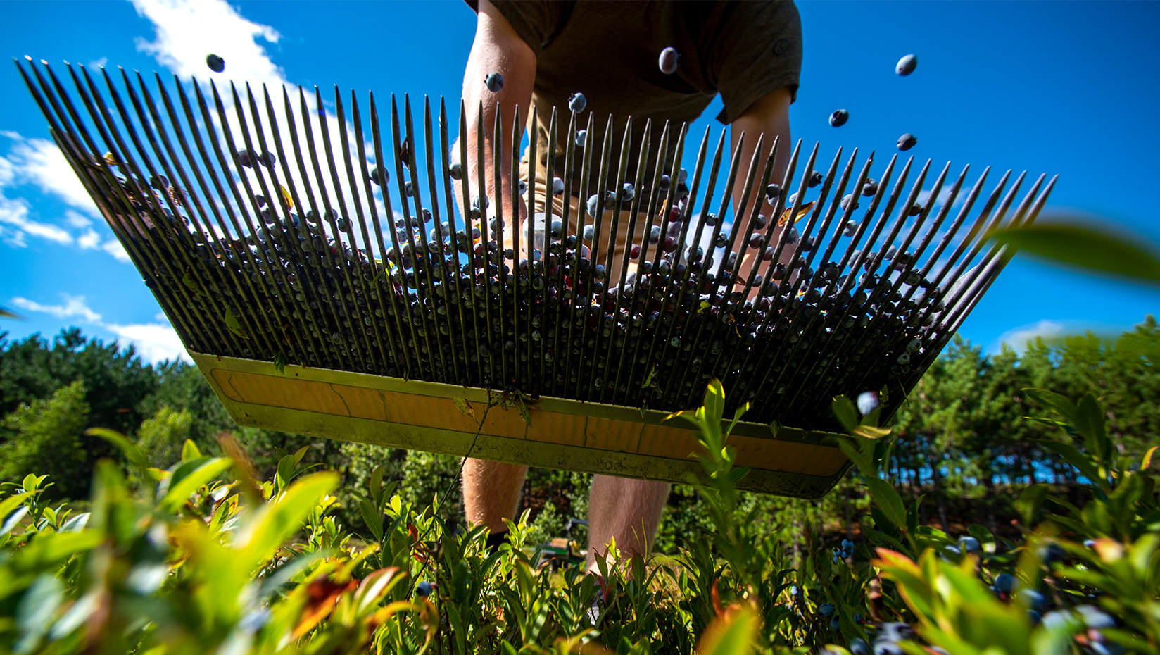 blueberry raking