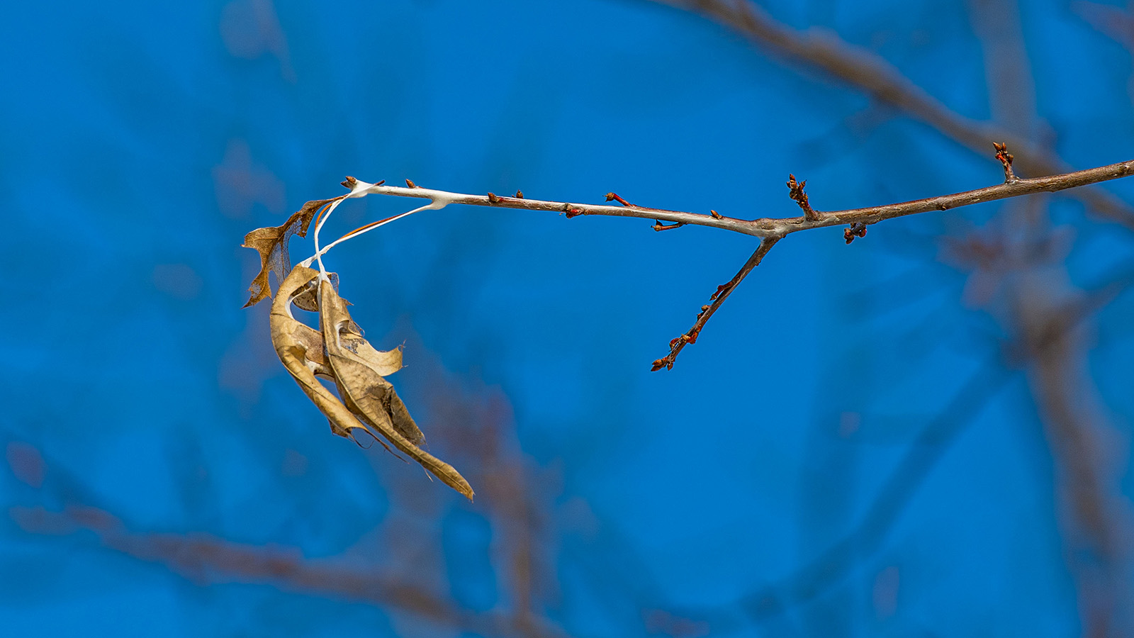 A close up of a browntail moth infested tree limb