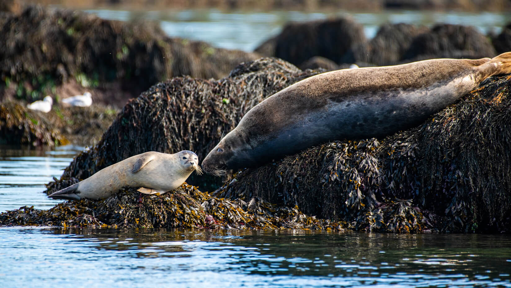 Seals