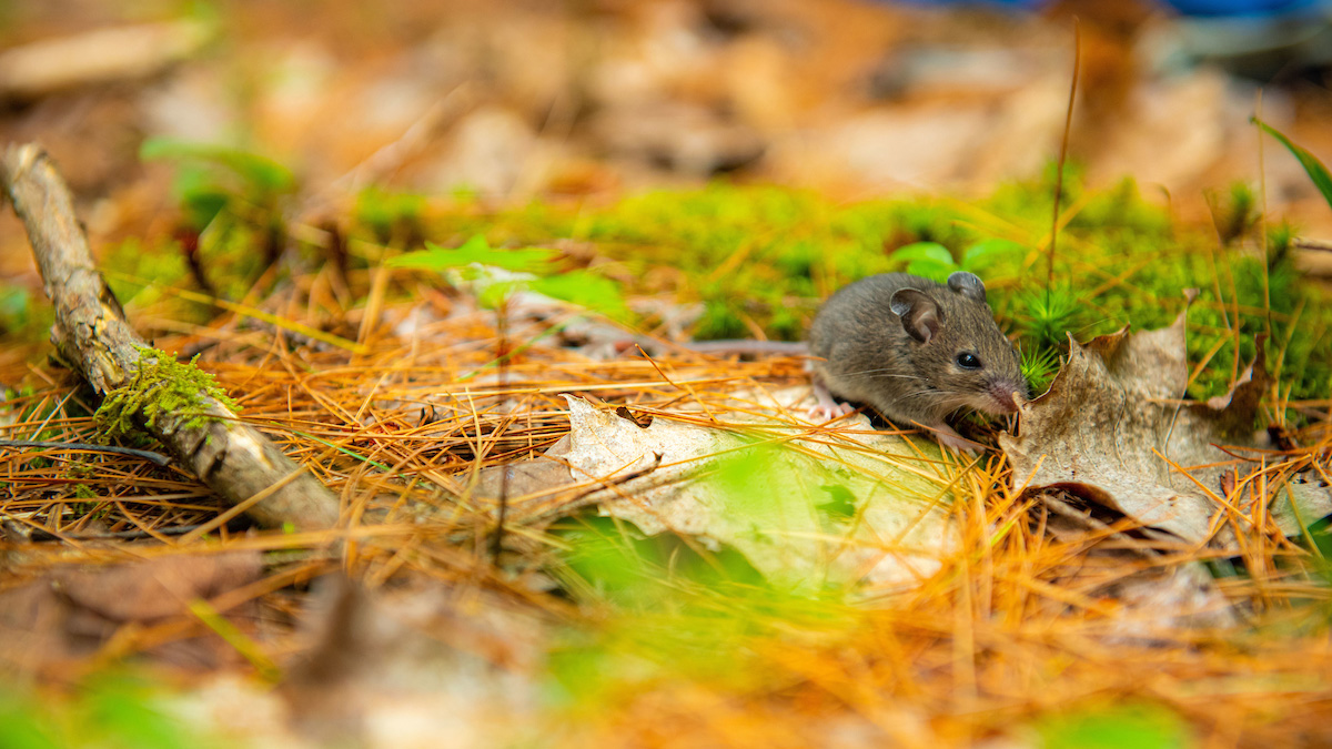 A close up of a mouse on the forest floor