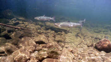 An underwater image of atlantic salmon