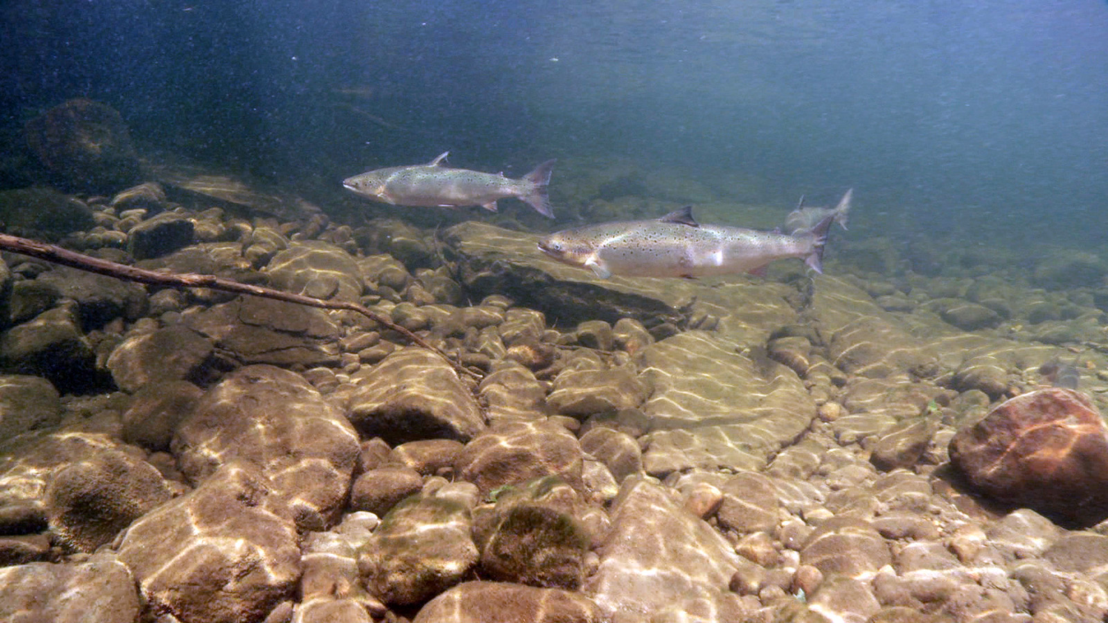 An underwater image of atlantic salmon