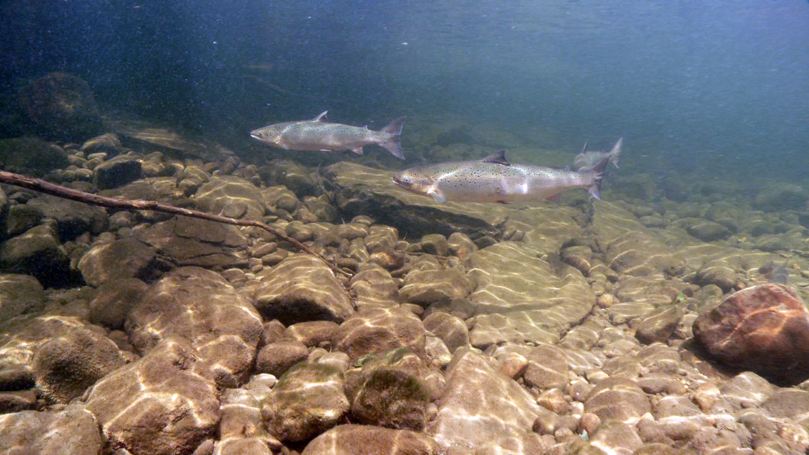 STREAM - Salmon Trout Restoration Education and Aquatic