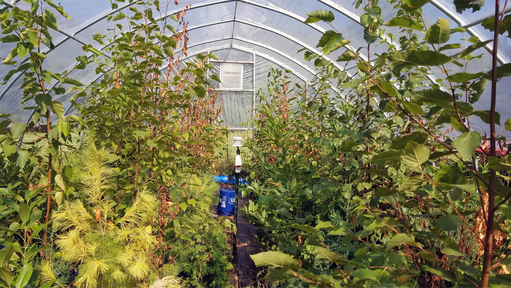 A photo of plants in a greenhouse