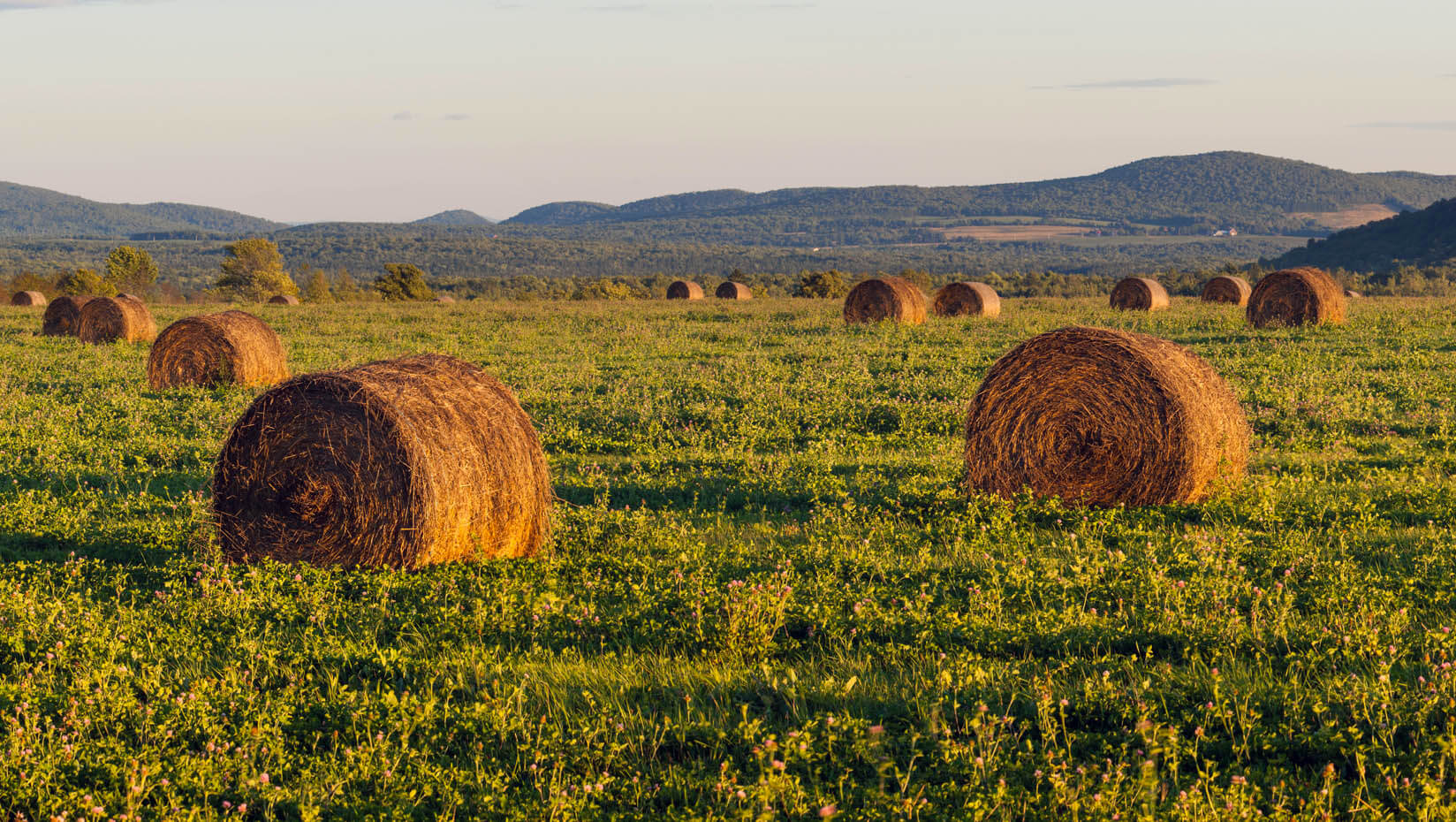 Hay bales in a field in Maine