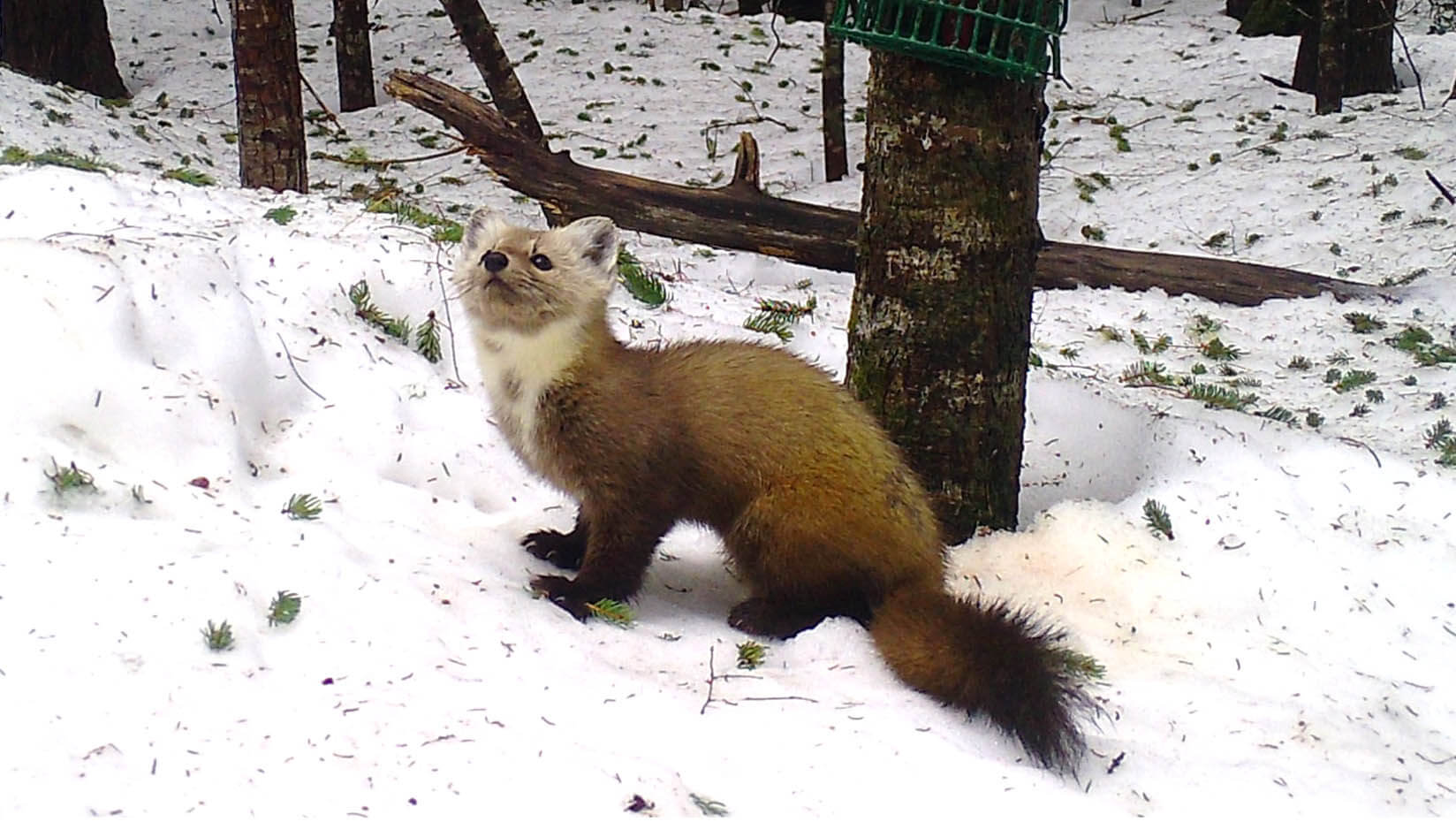 A photo of an American marten in winter