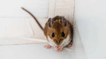 A photo of a mouse in a white box