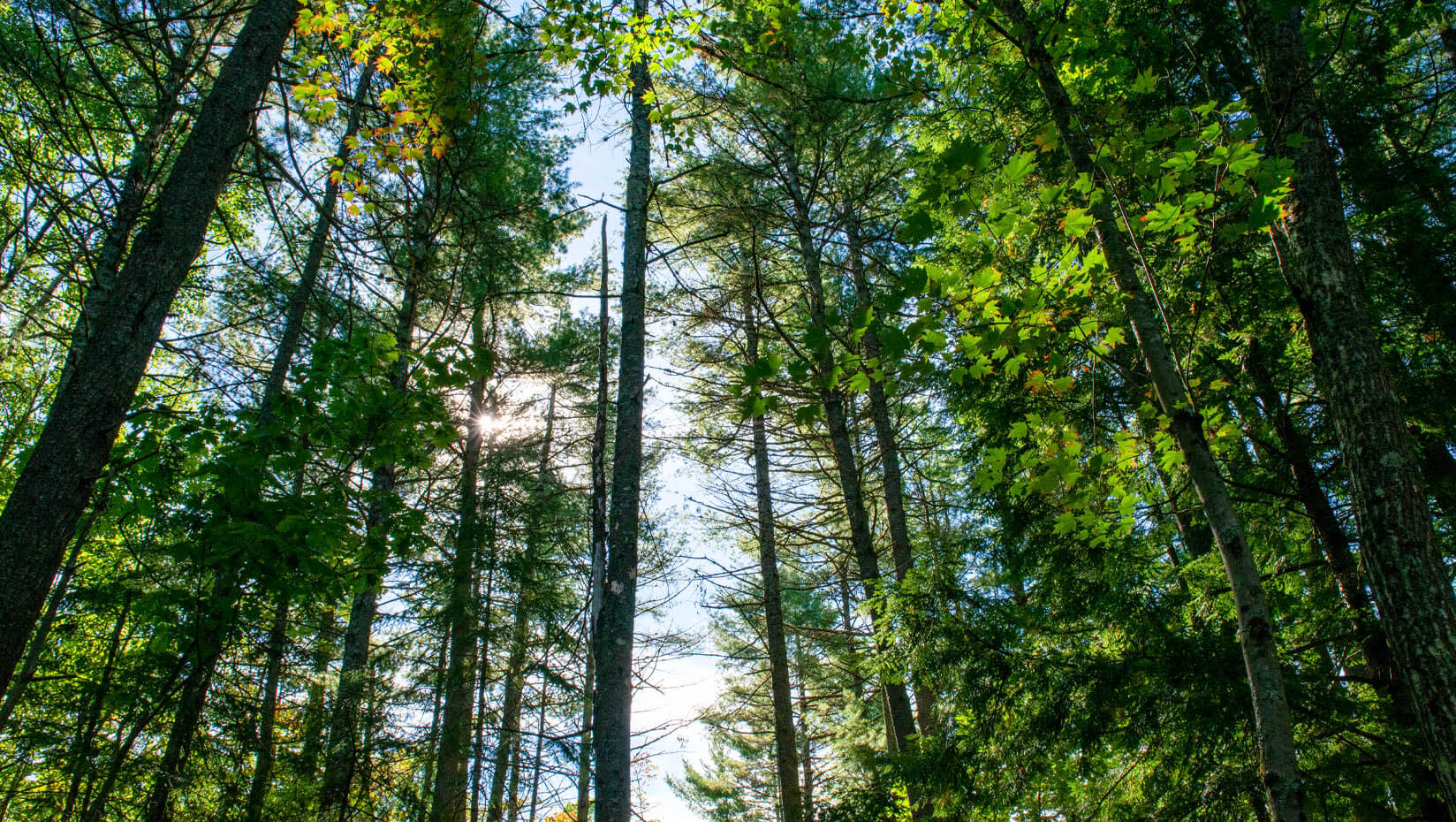 A photo of trees in the forest