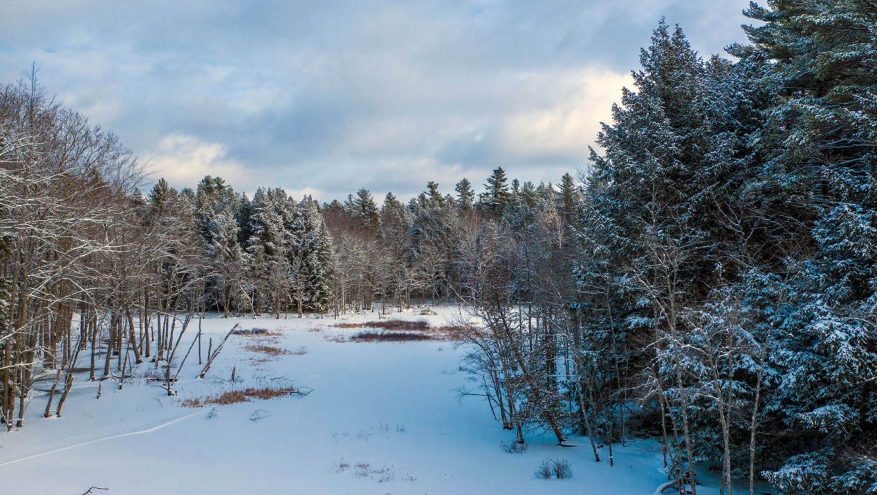 Ticks can survive cold winter temperatures in the right conditions