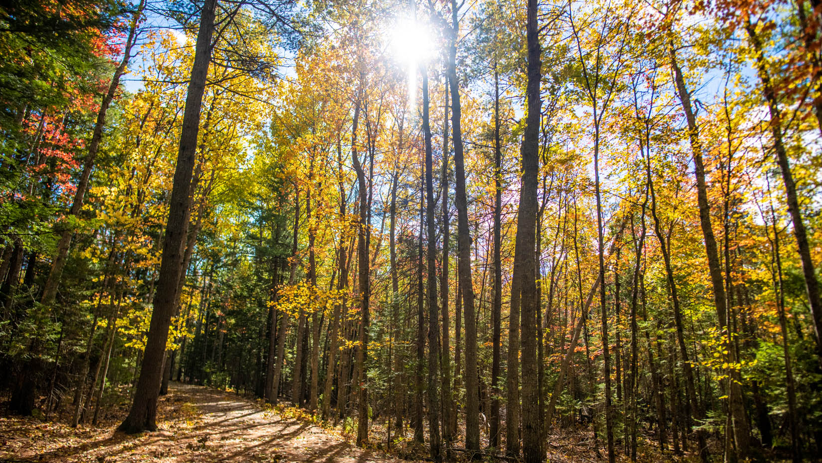 A photo of a fall forest in Maine