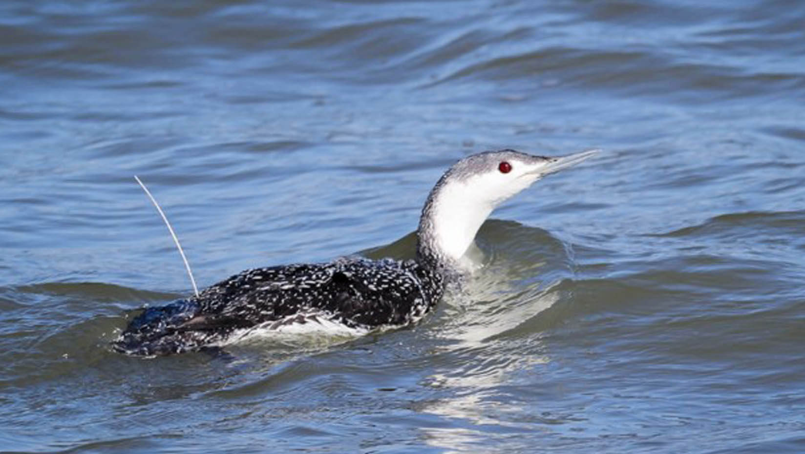 A photo of a red-throated loon