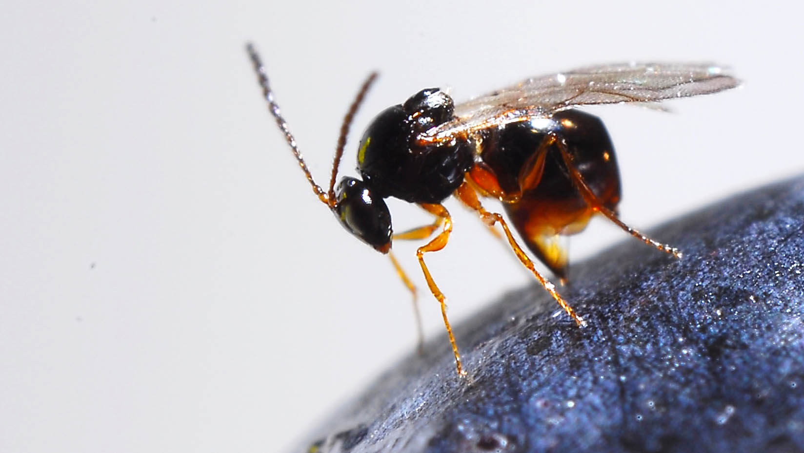 A photo of a wasp on a blueberry