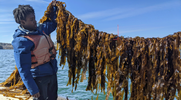 UMaine Marine Sciences student Cole Roxbury with kelp at the Darling Marine Center. Photo by Adam St. Gelais.