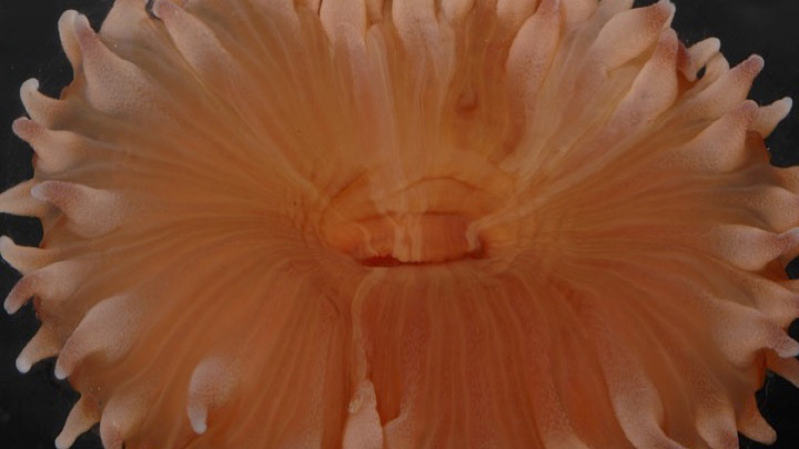 A close-up of Flabellum impensum