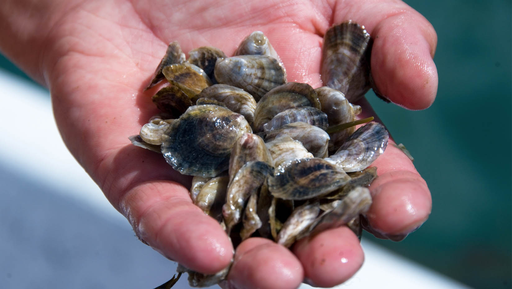 A photo of a hand holding shells