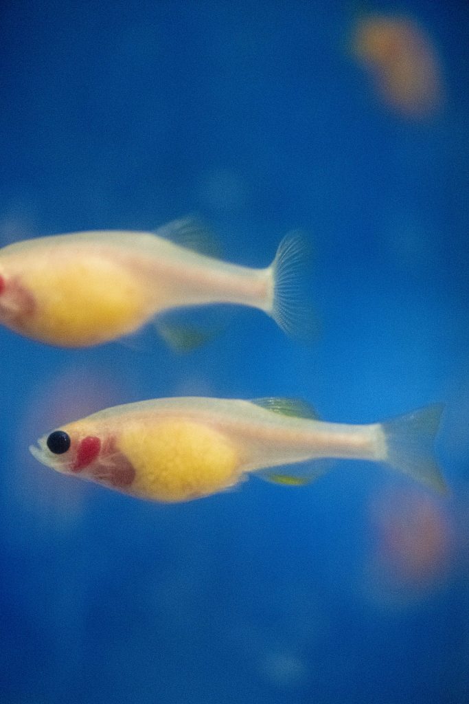 A photo of two zebrafish