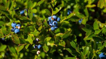 A photo of blueberries on a bush