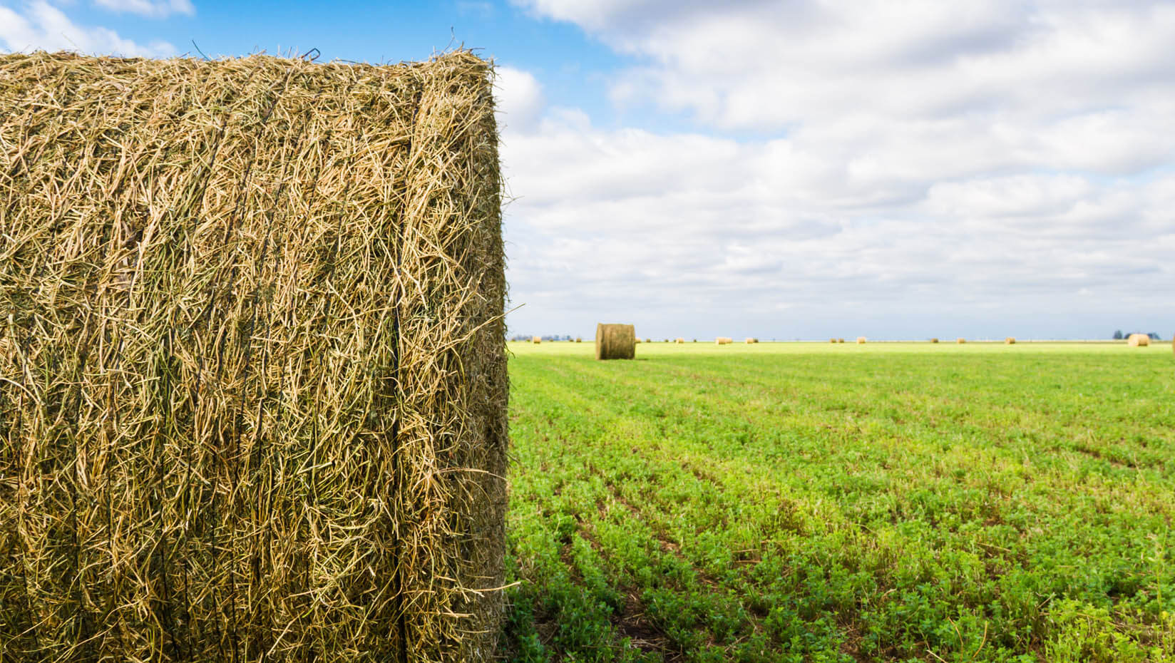 A photo of an alfalfa bale