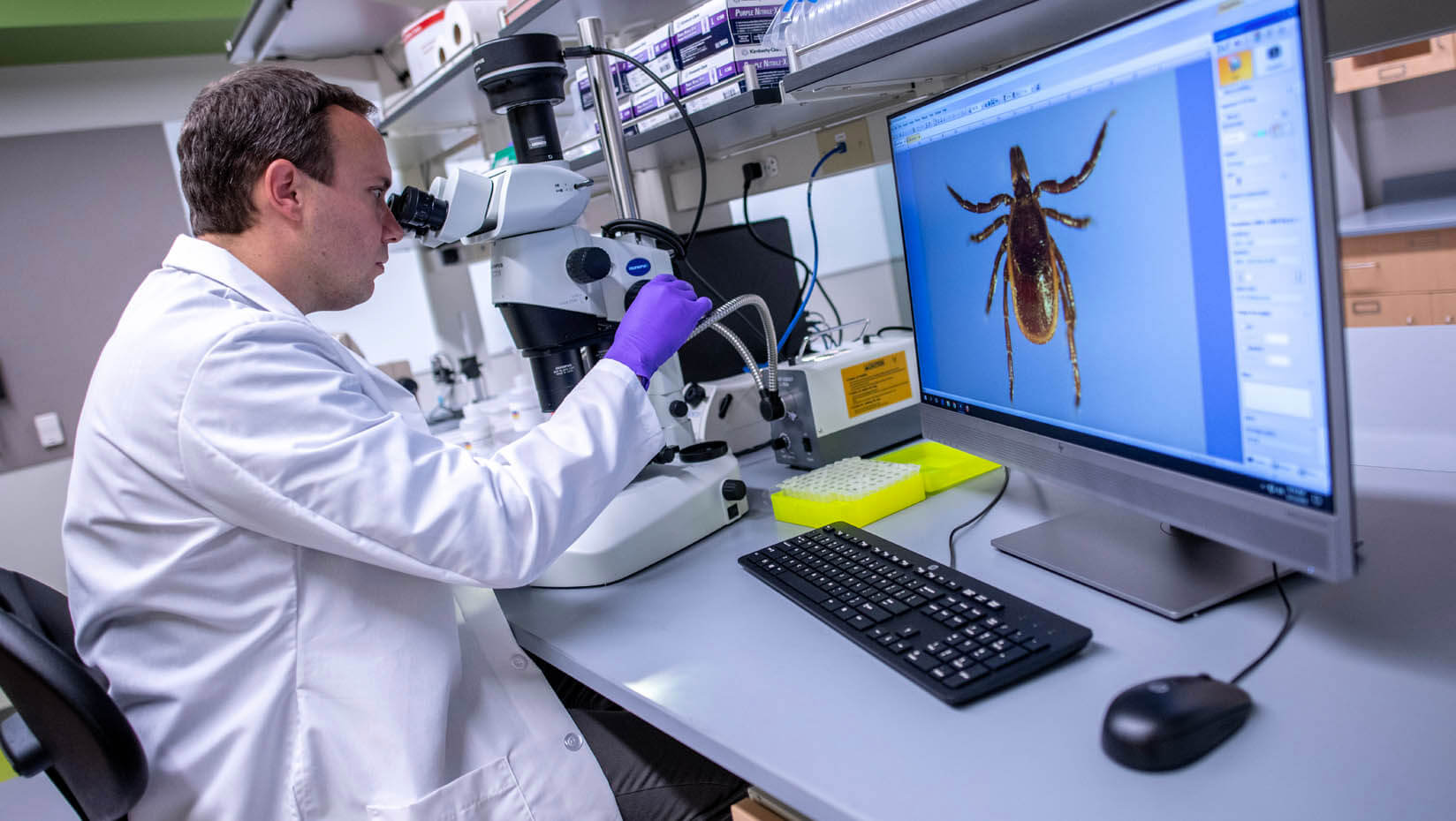A photo of a person conducing tick research in a lab