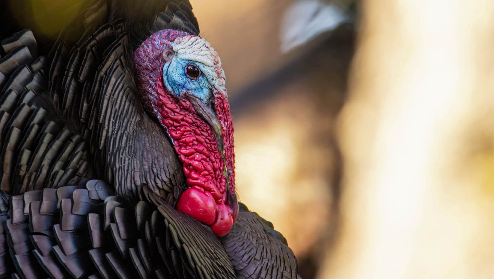 A close up image of a wild turkey