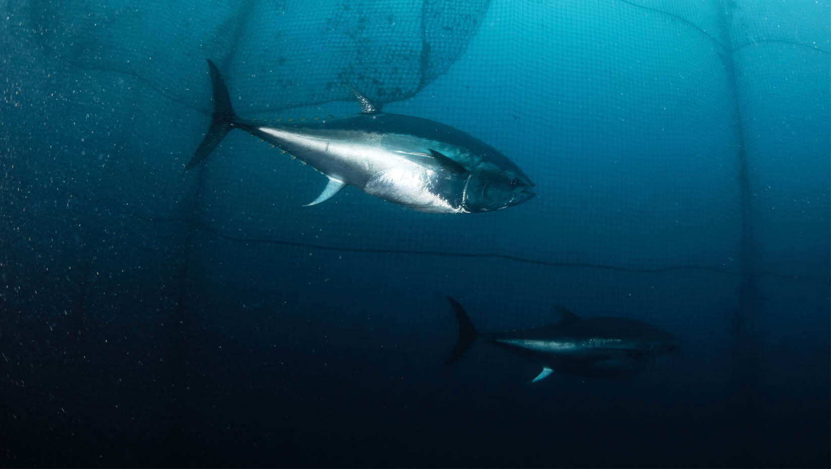 A photo of an Atlantic bluefin tuna underwater